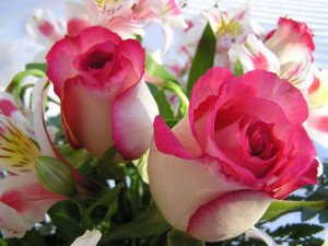 fotos-de-flores-rosas-1