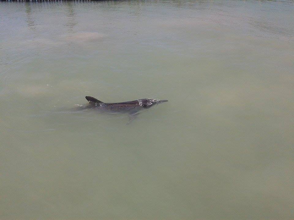 Delfin ya en Isla Mujeres (3)