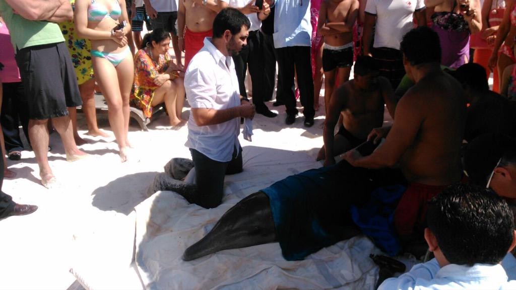 rescate-delfin por @ZOFEMATBJ